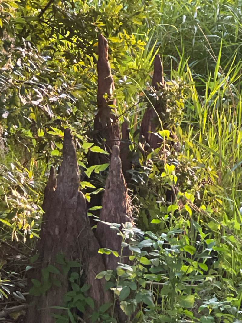 walking near me in Liberty and Wallace Brooks parks in summer