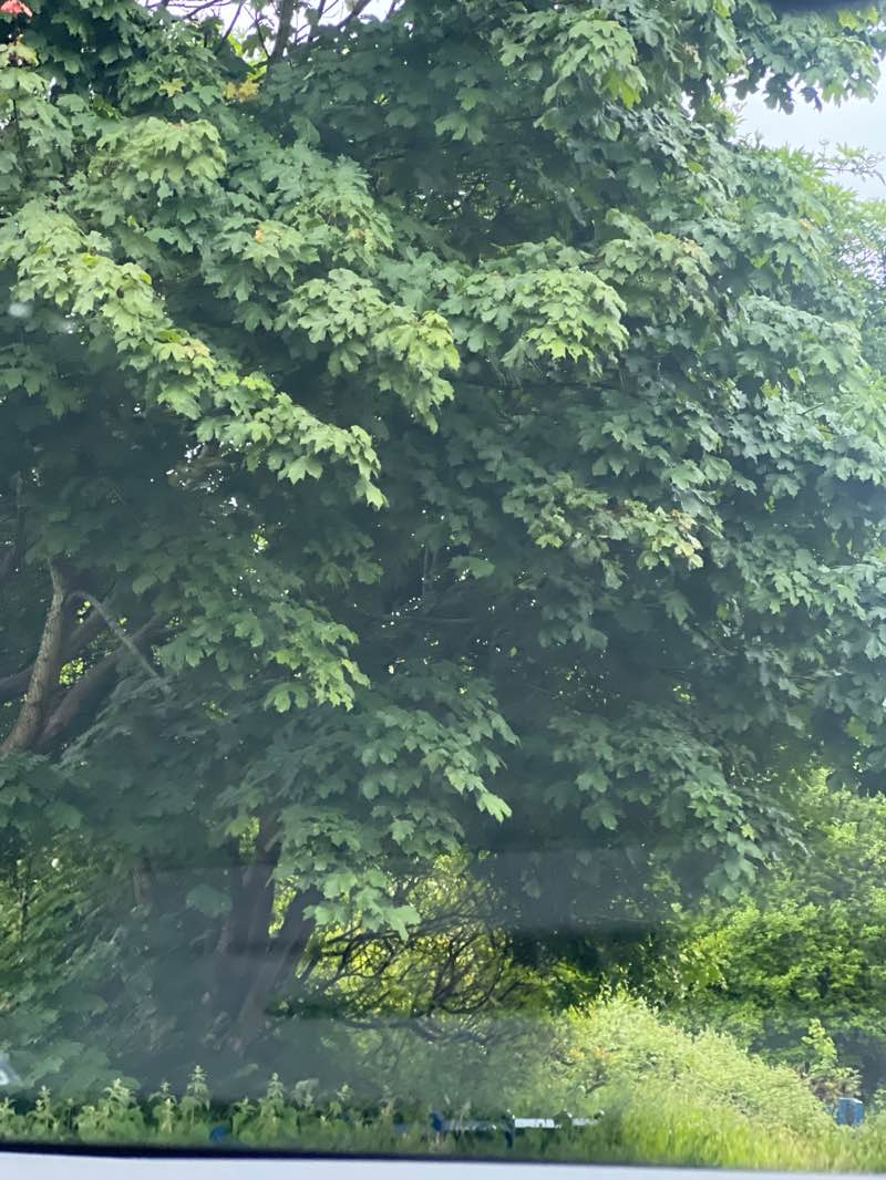 walking near me in Moston Vale in summer