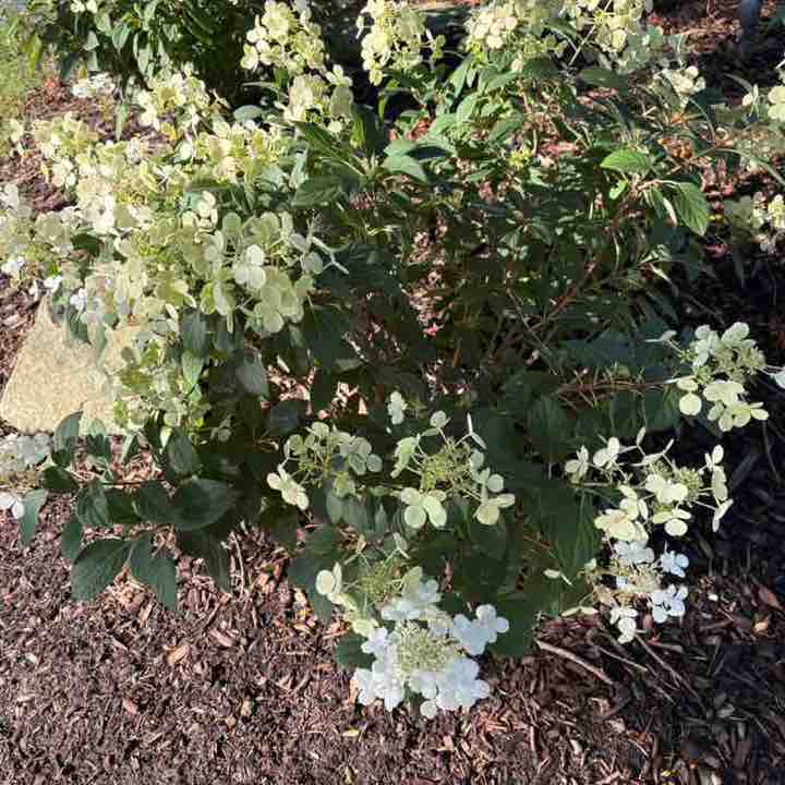 DM post 1