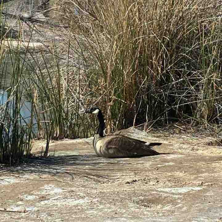 Goal of 10K steps daily. Join me Heavenlee post image