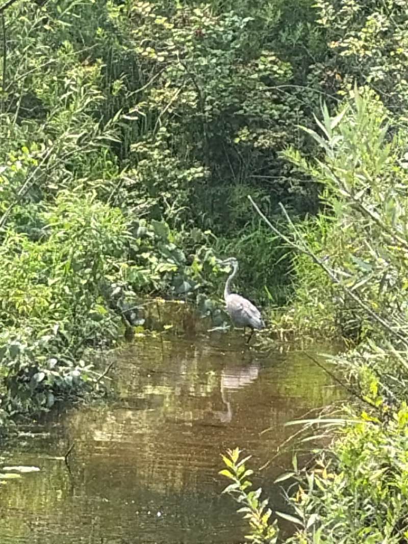 walking near me in Ernie Lake Park in summer