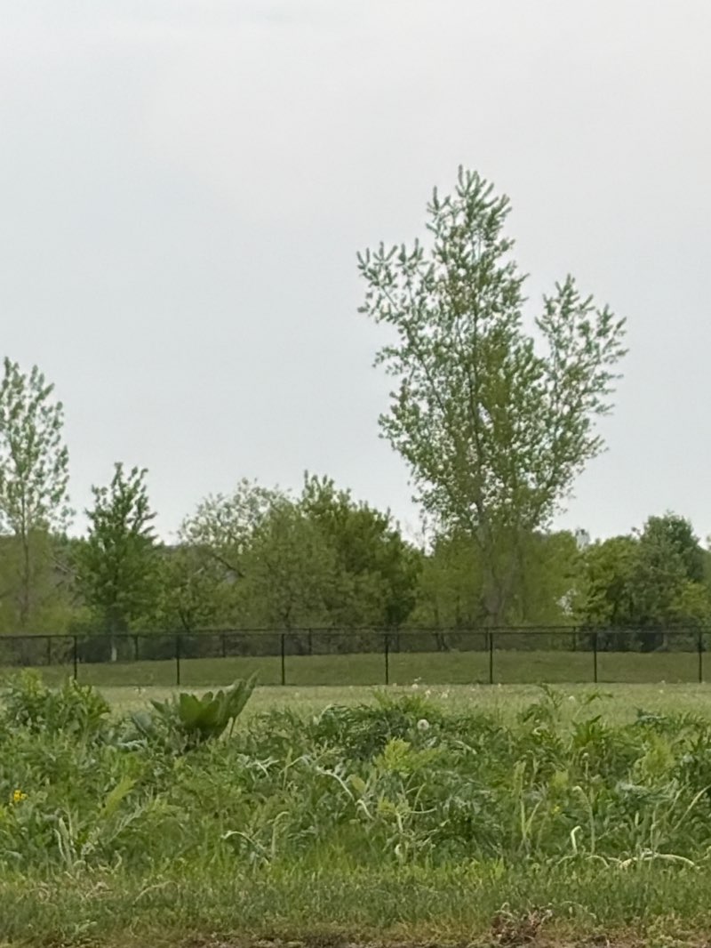 walking near me in Moorland Park in summer