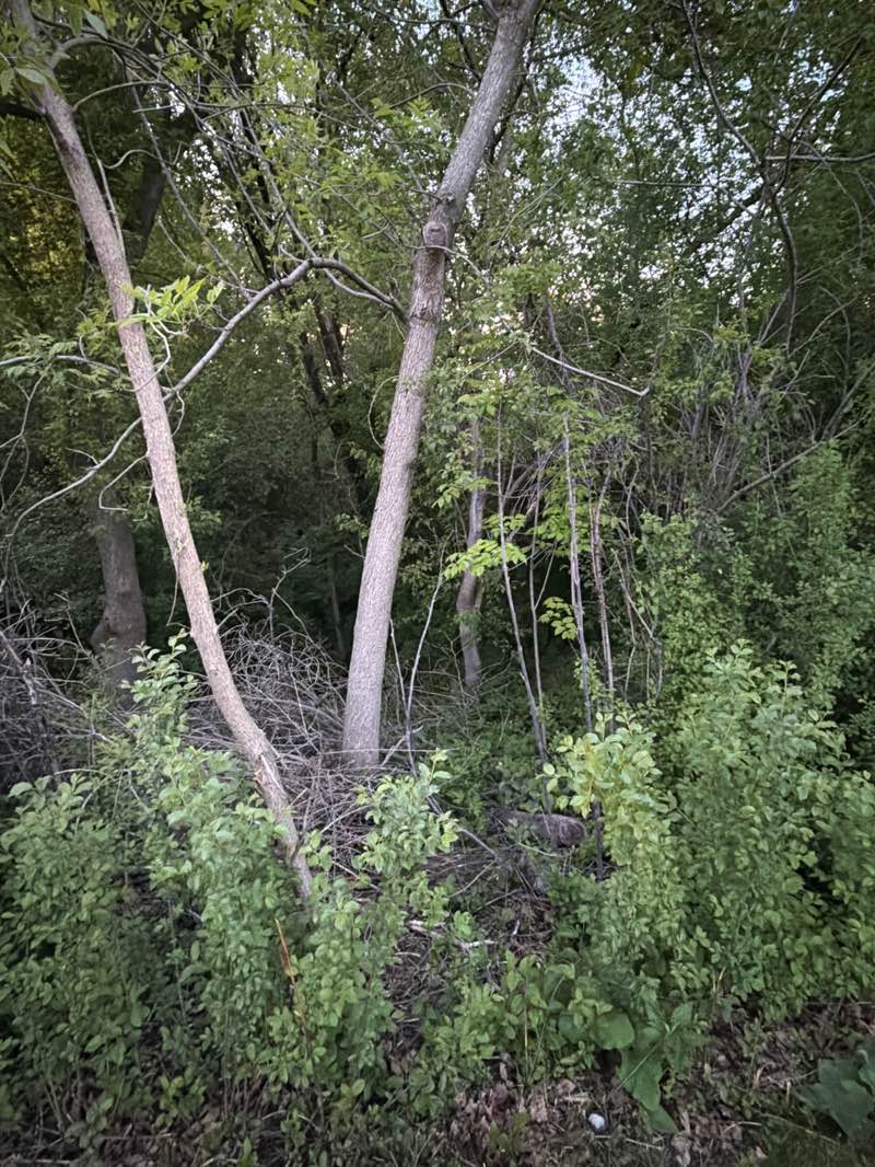 walking near me in Mission Hills Wetland in summer