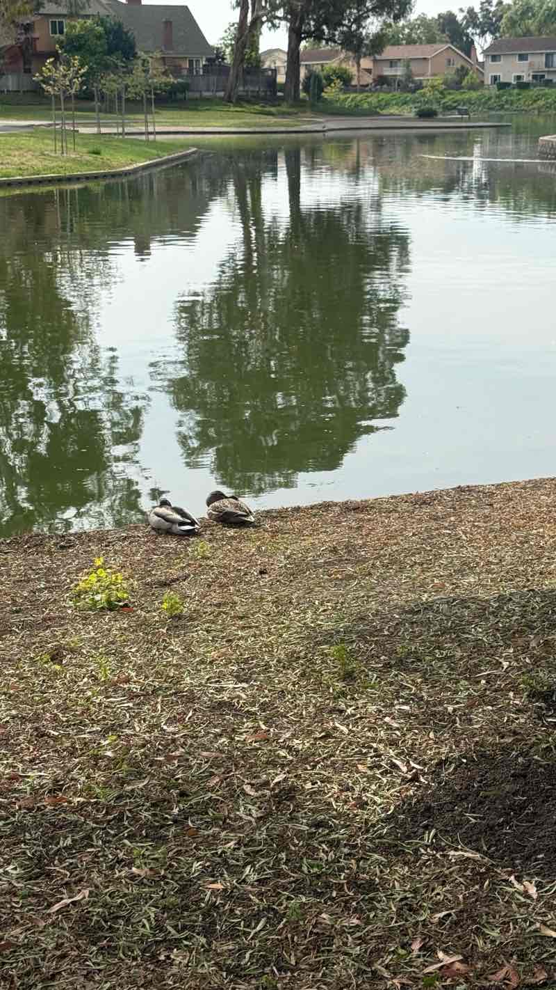 walking near me in Lakeshore Park in spring