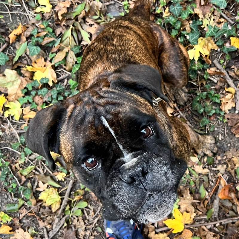 Sebbi profile