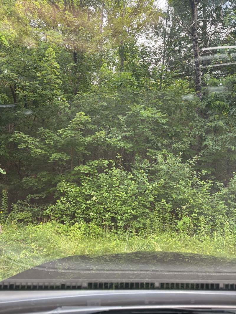 walking near me in Hopkinton State Park in summer