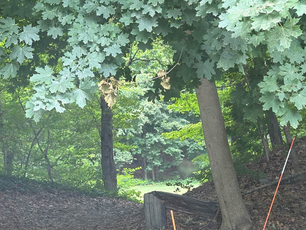 walking near me in McKinnon Playground in summer