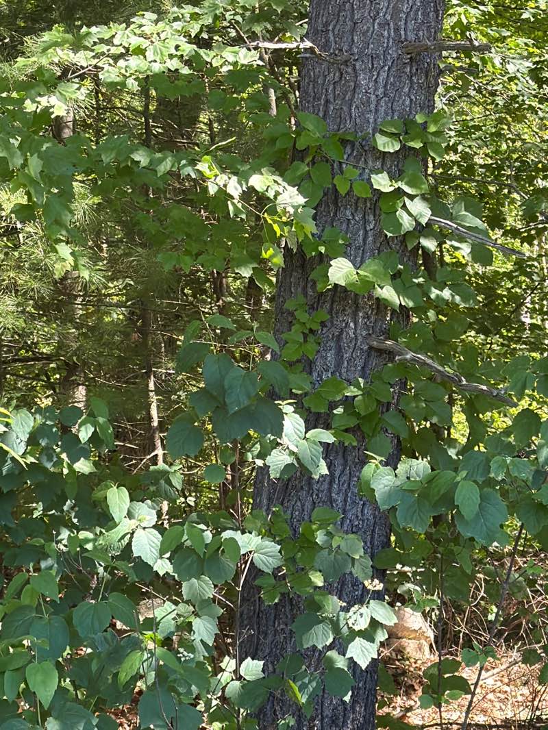 walking near me in Libery Conservation Area in summer