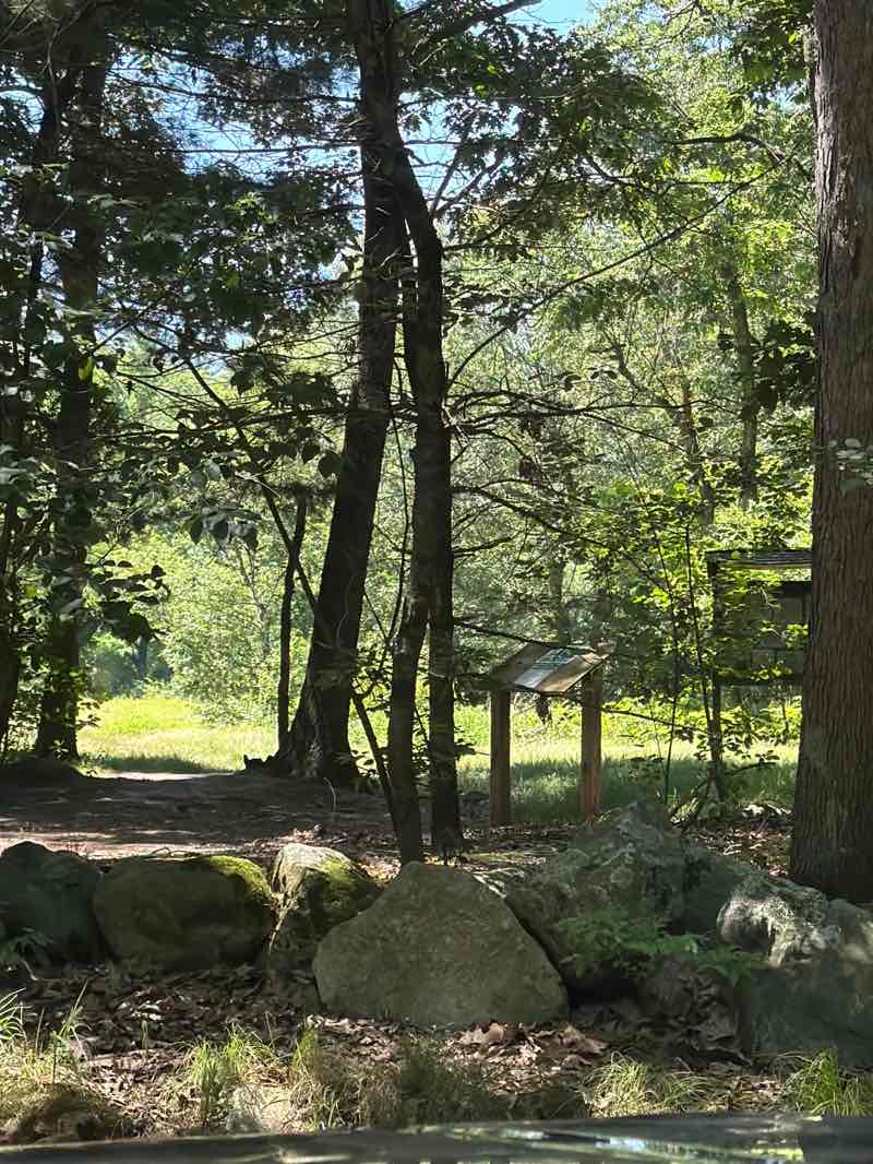 walking near me in Willard's Woods in summer
