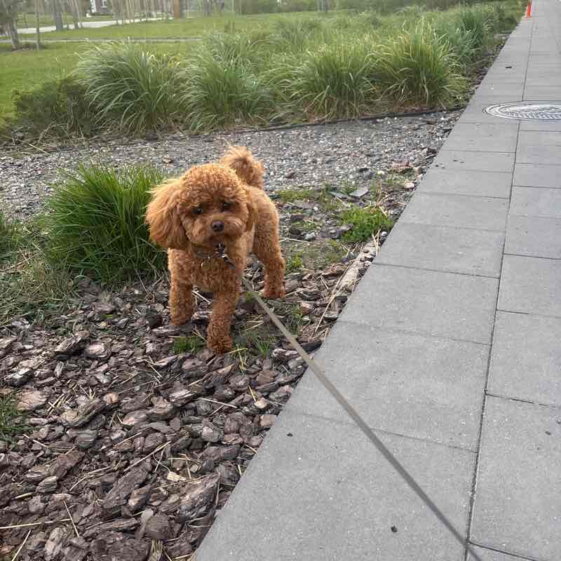 Itty Bitty Walking Committee Mary post image