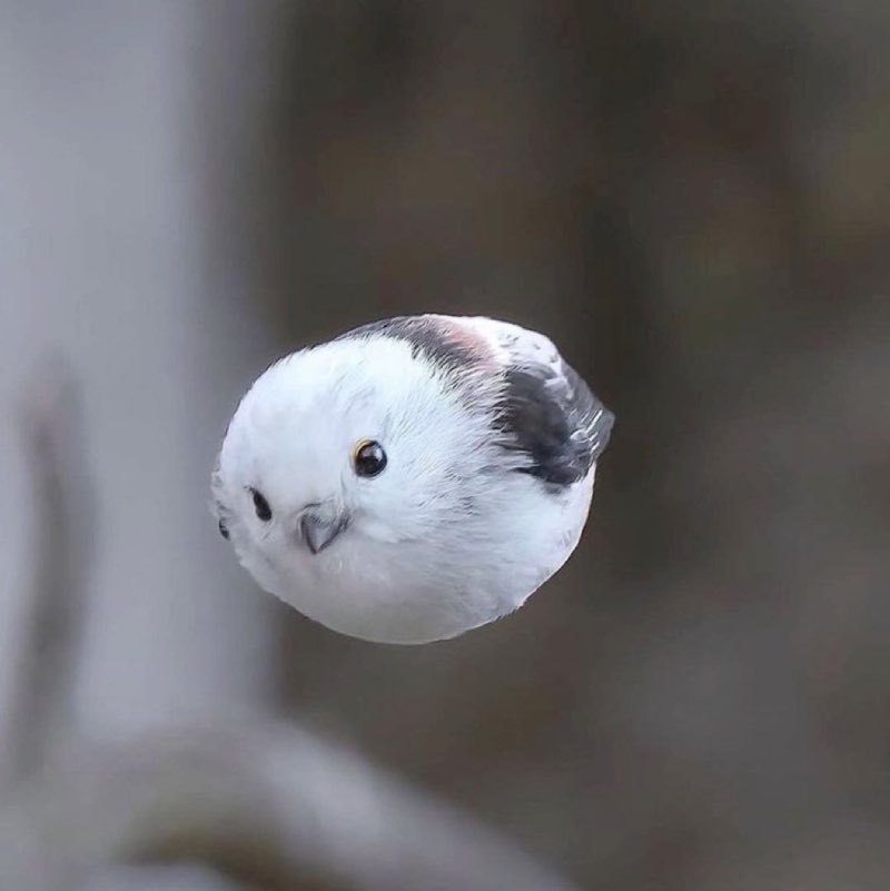 悠太