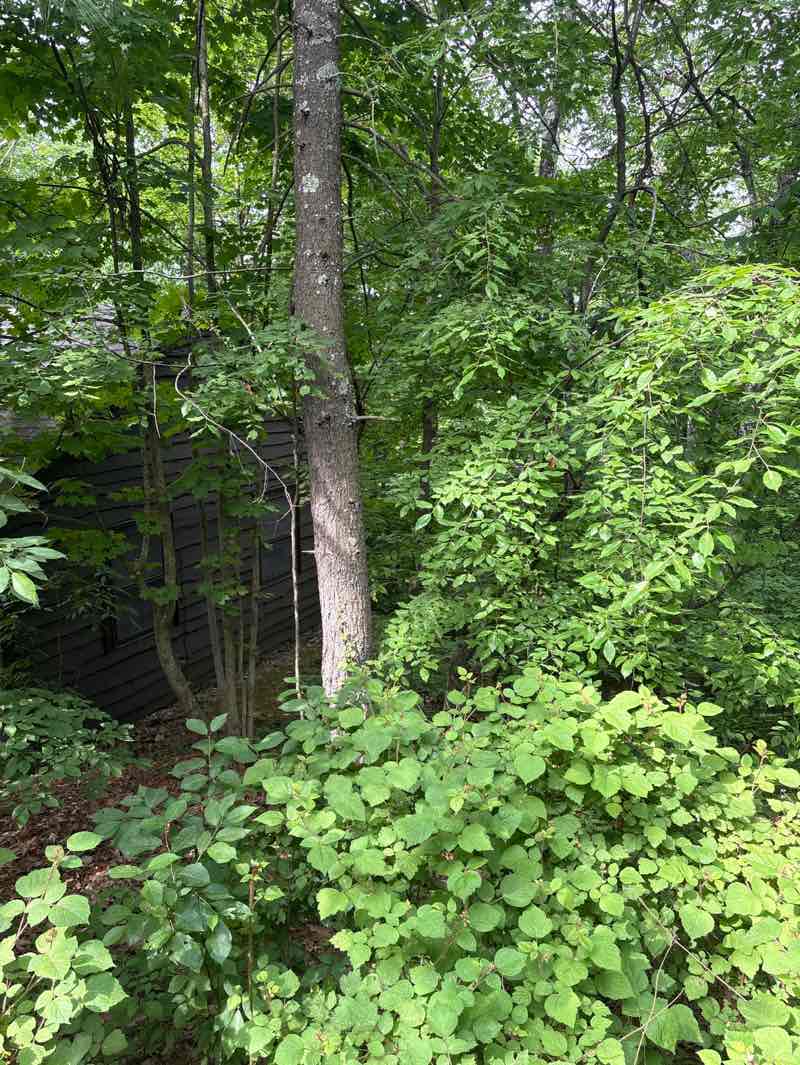 walking near me in Lake Taghkanic State Park in summer