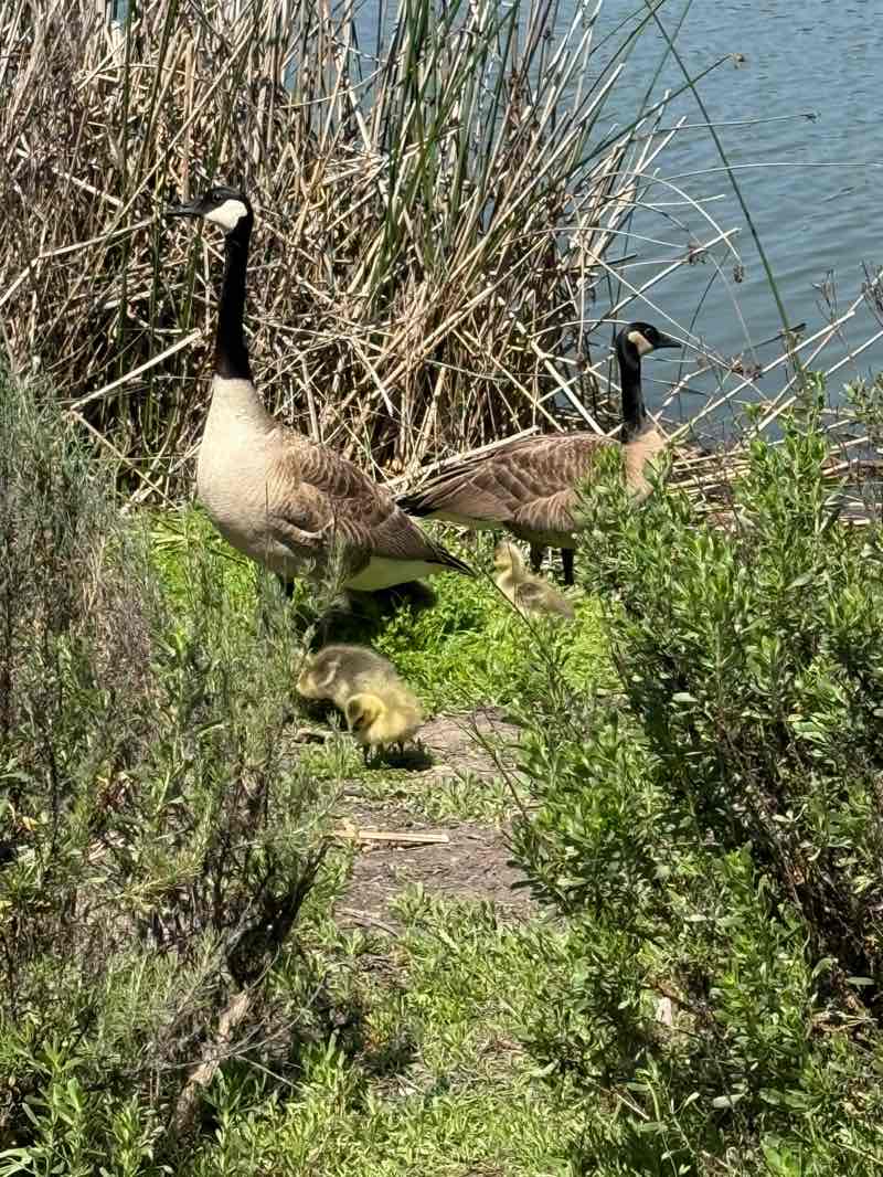 walking near me in Andree Clark Bird Refuge in spring