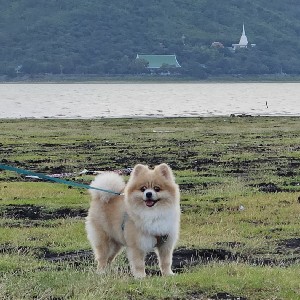 [AWANG] PITSANU TATSANA icon