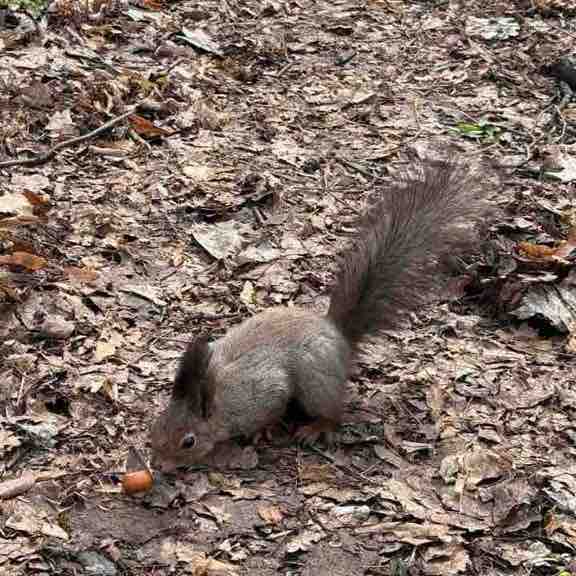 GSL Team Алина post image