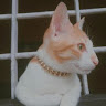 Hiba