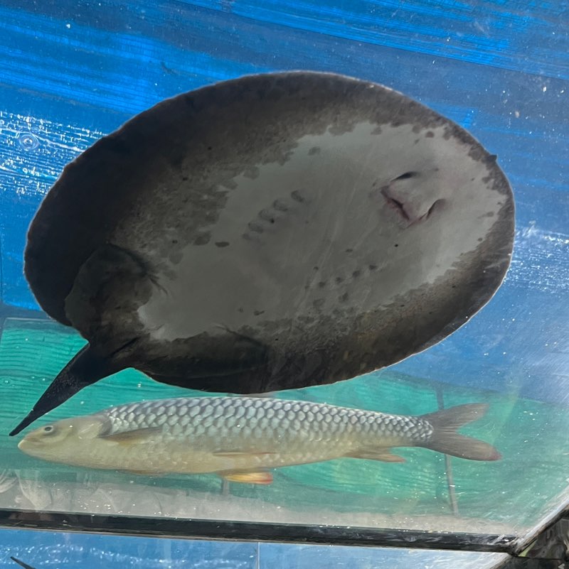 [9KAO] Jittraporn profile