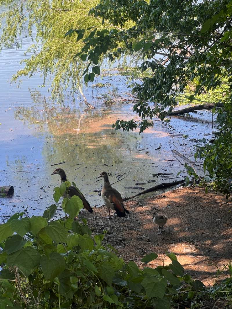 walking near me in Roberta Crenshaw Overlook at Shoal Beach at Town Lake Metro Park in spring