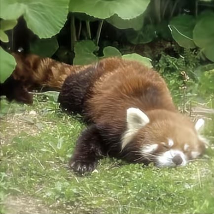 Margot