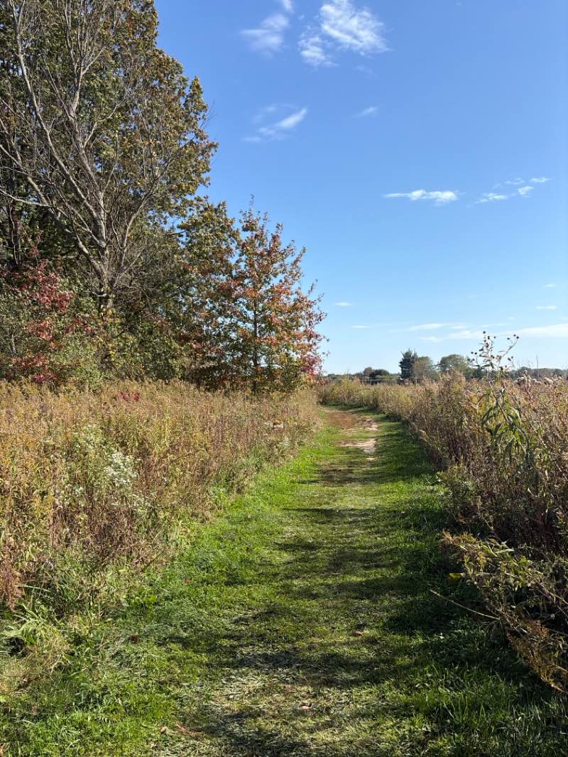 walking near me in Springfield Bog Metro Park in autumn