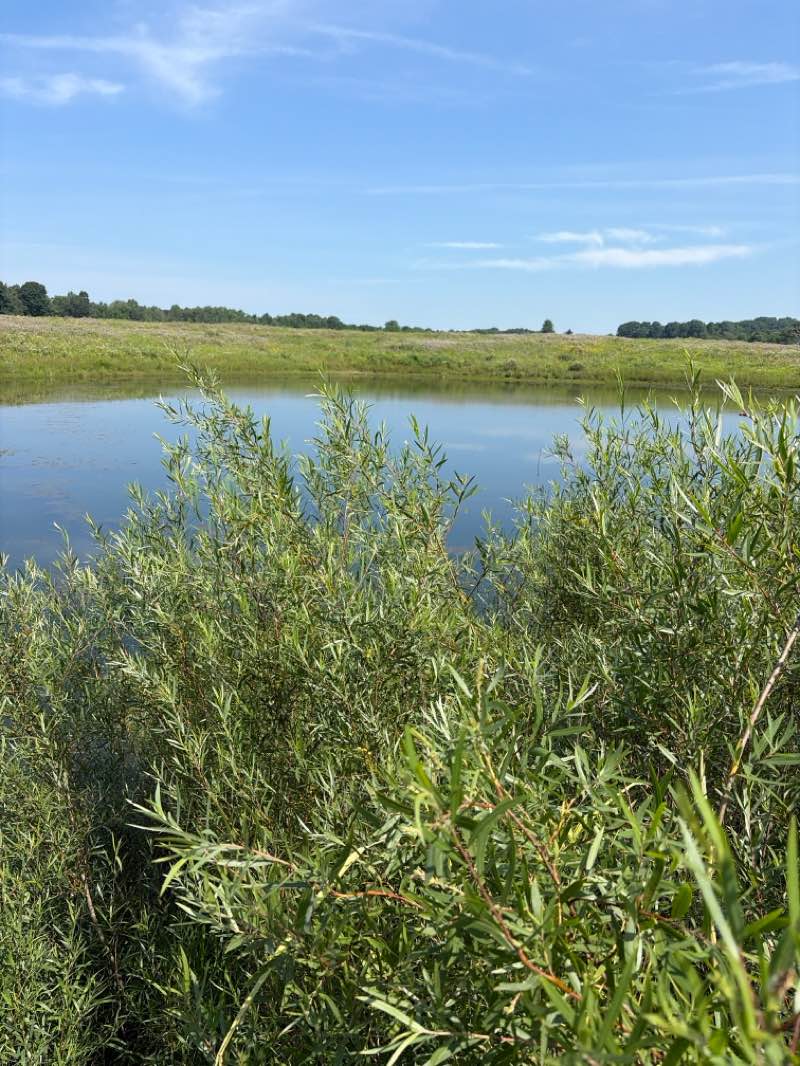 walking near me in Springfield Bog Metro Park in summer