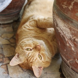 kucing gendhut profile