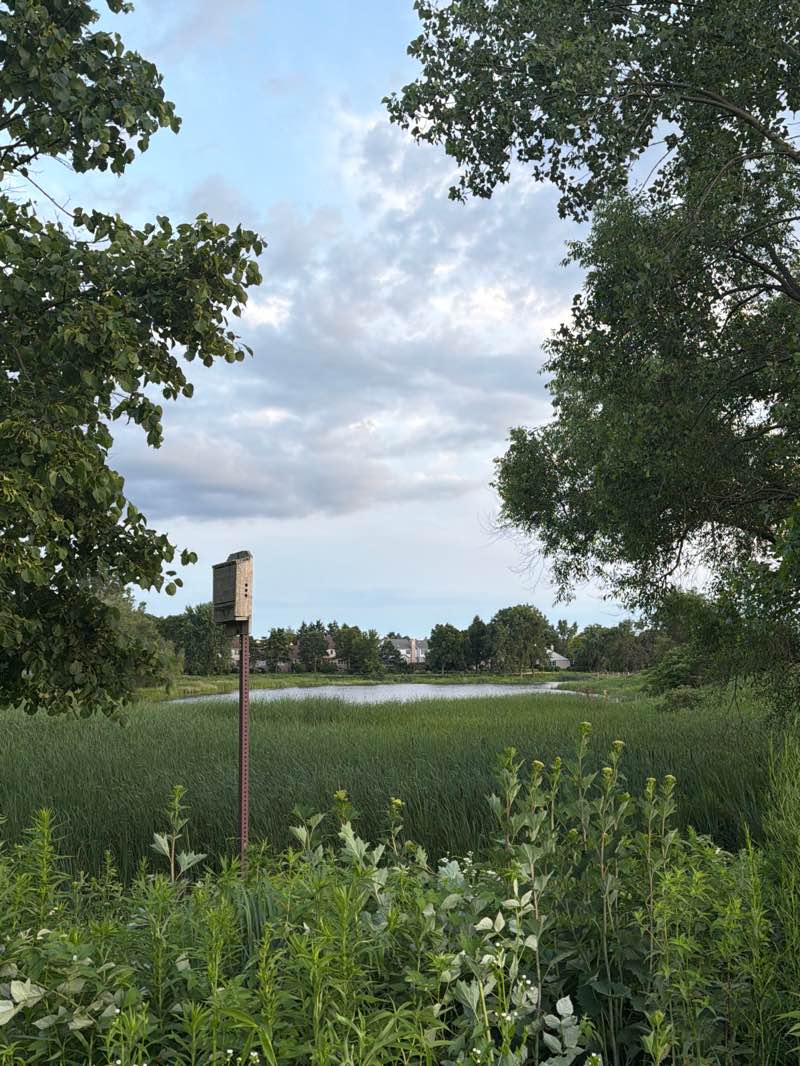 walking near me in Springfield Park in summer