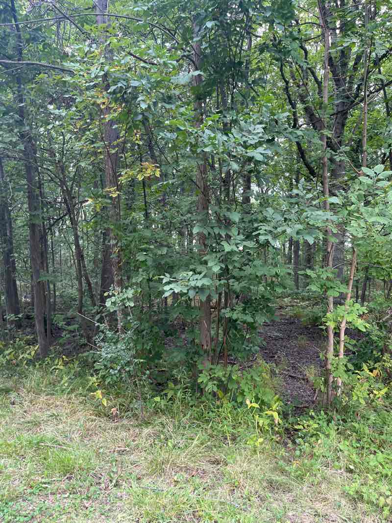 walking near me in Buckhorn Island State Park in autumn