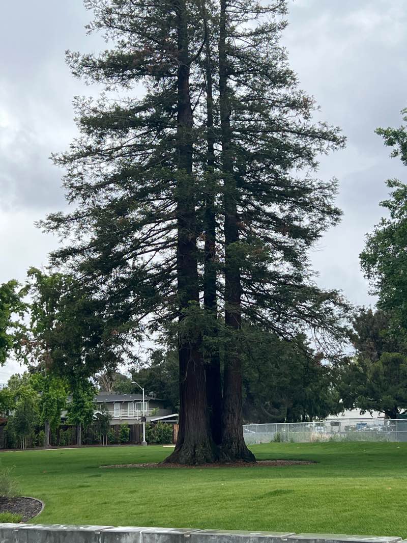 walking near me in Boulware Park in spring