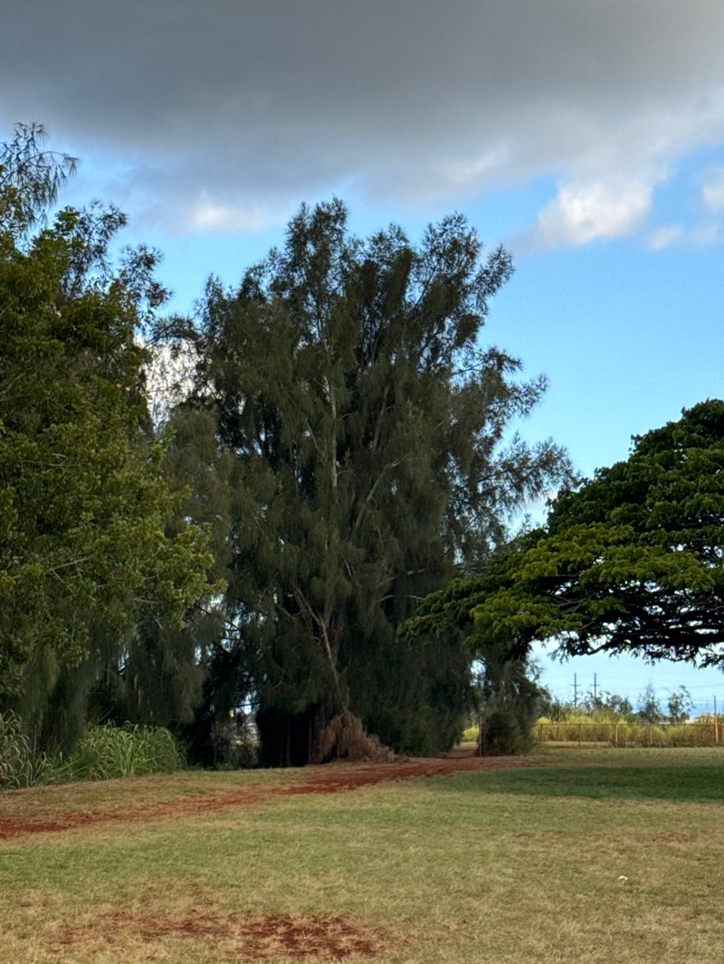 walking near me in Noholoa Neighborhood Park in summer