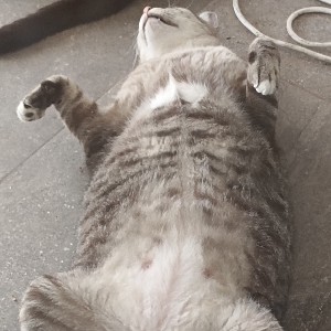 [Run-Tod] Kemchira icon