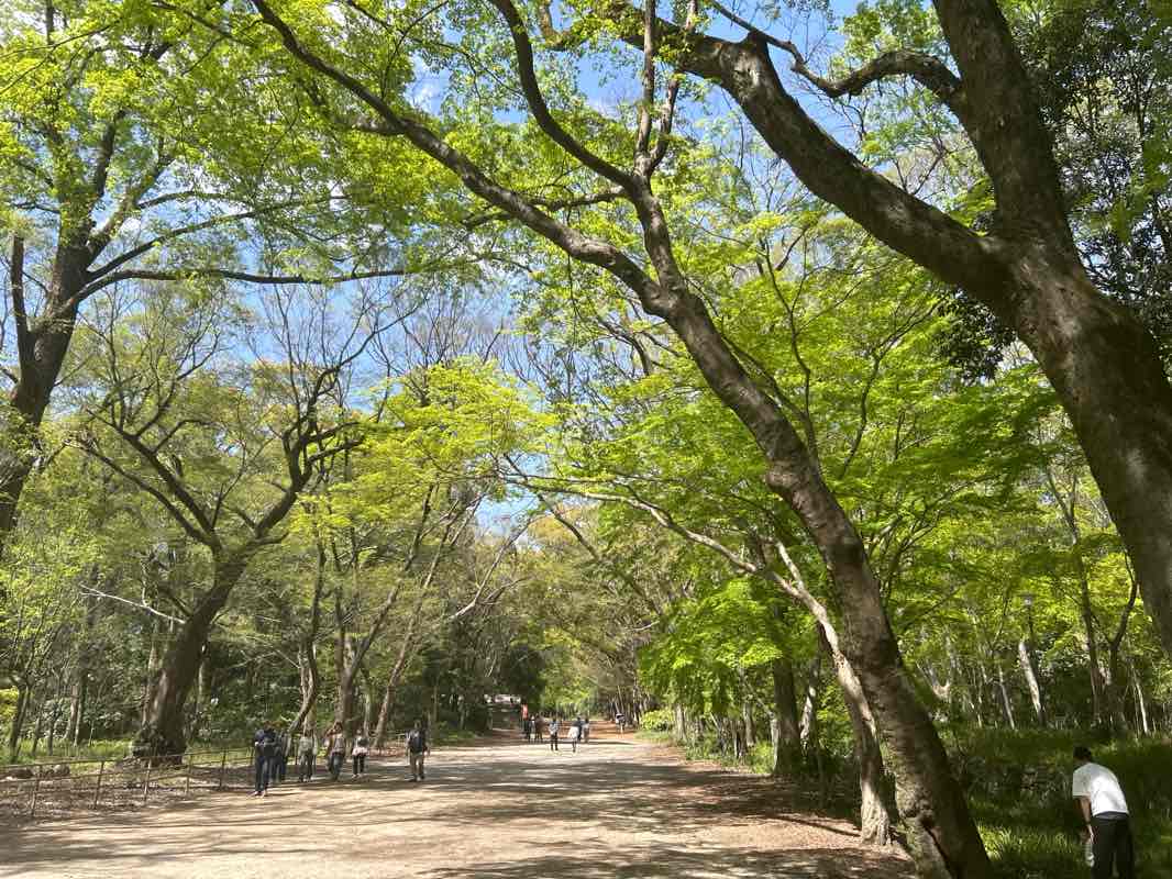 walking near me in 鴨川公園 in spring