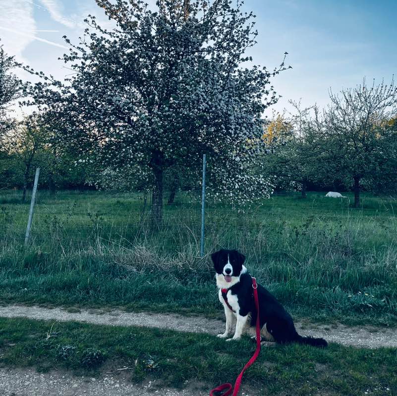 Jasmin