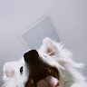Niloufer profile