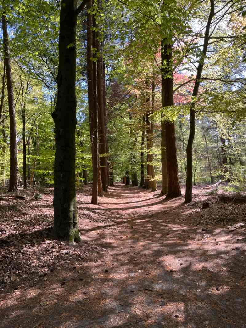 walking near me in Pinetum Birkhoven in spring