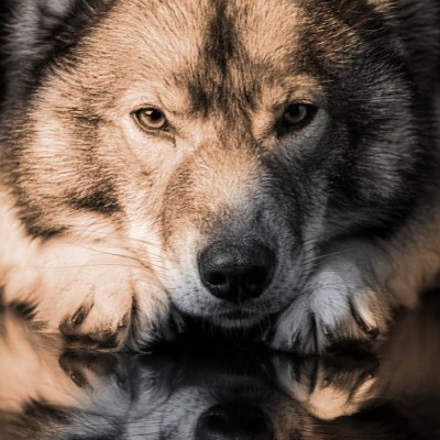 Schritt für Schritt 🐾 Jenni post image