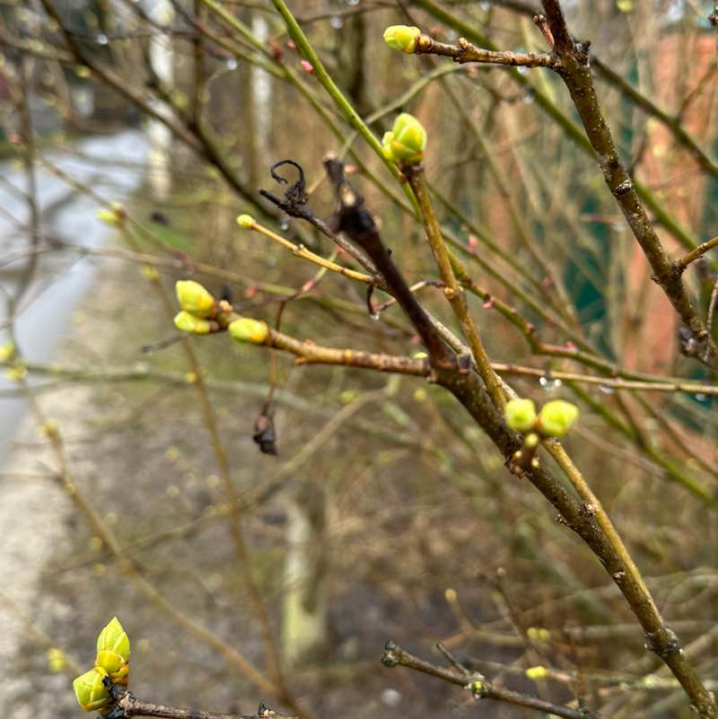 Zlantredushtes Zlanter post image