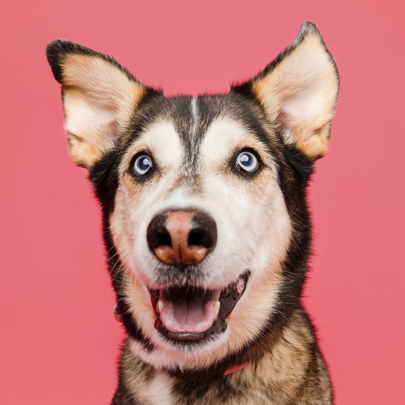 Bella.husky.mix profile