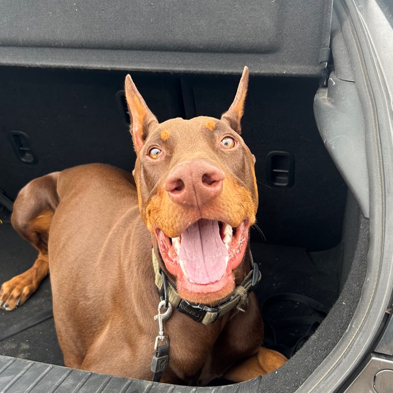 AstroTheRedDobie