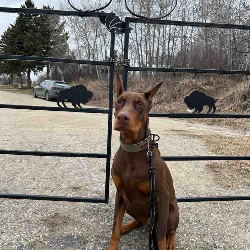 AstroTheRedDobie post 1