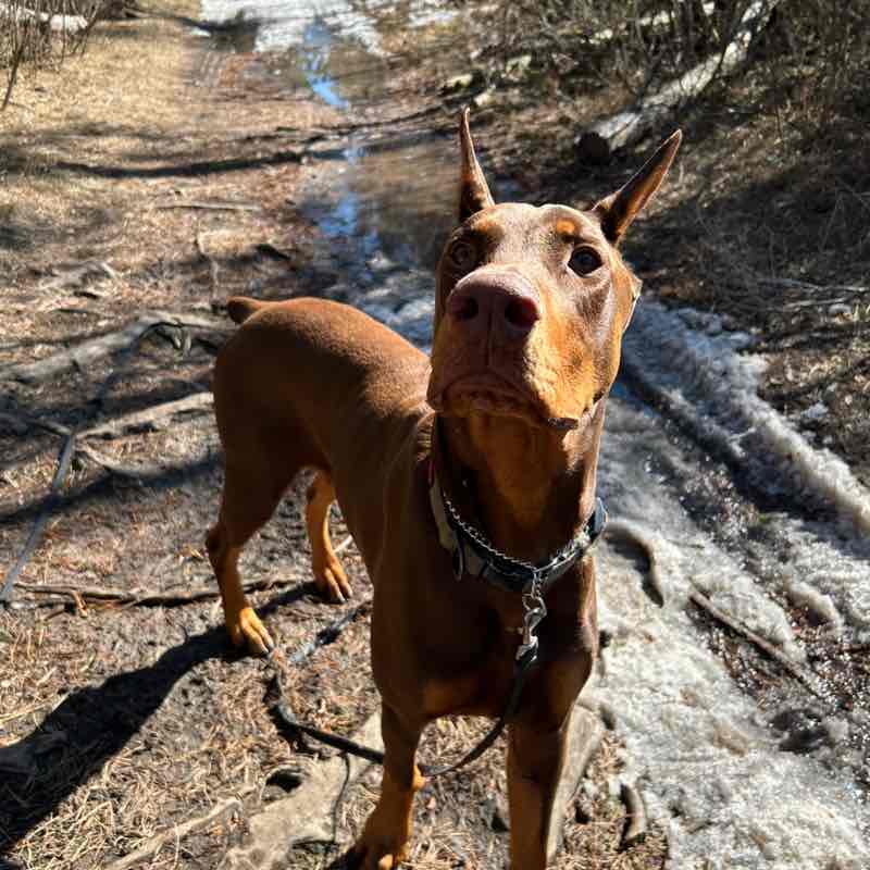 AstroTheRedDobie post 1
