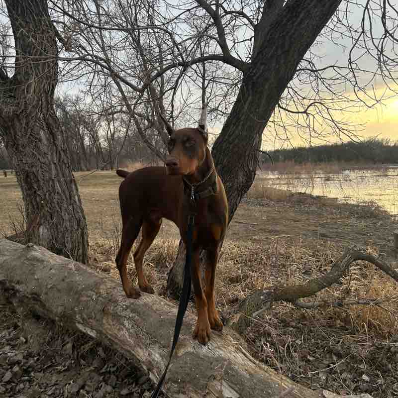 AstroTheRedDobie post 1