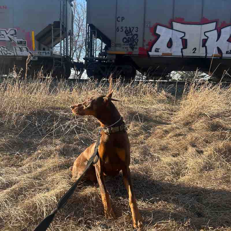 AstroTheRedDobie post 2
