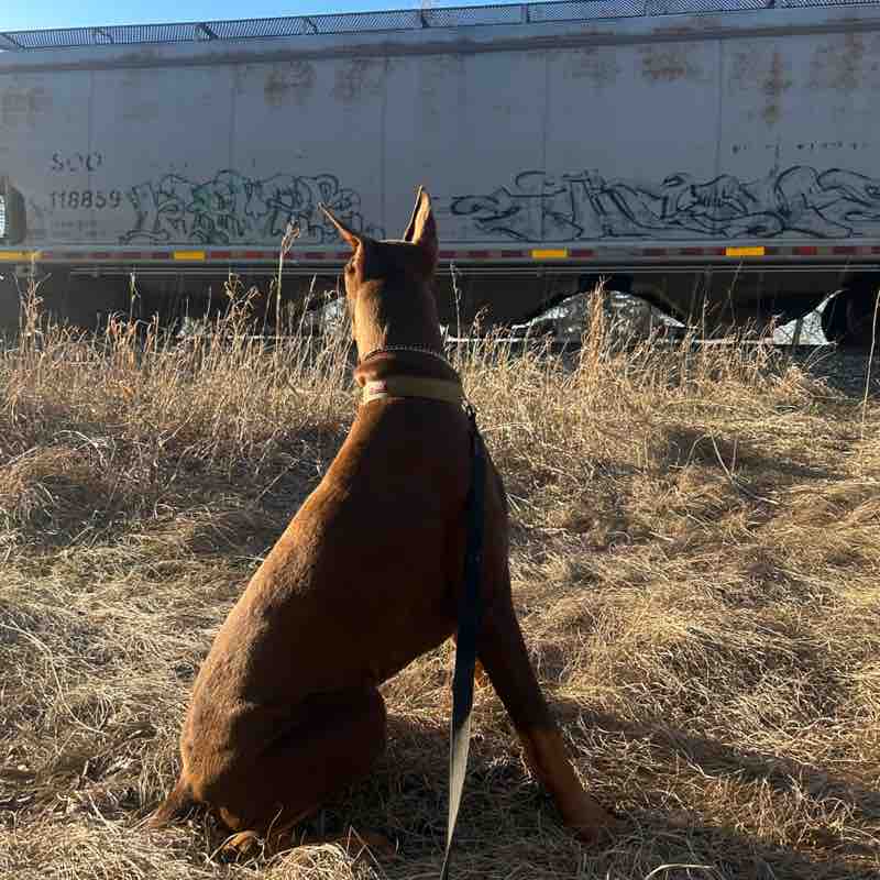 AstroTheRedDobie post 1