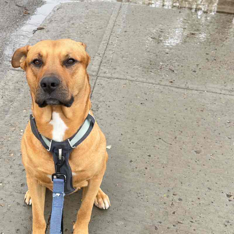 Oh My Dogness Crew thestaffysibs post image