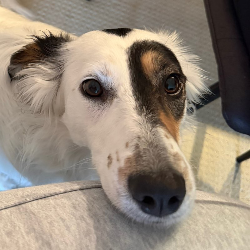 @Maggiethezoomer profile