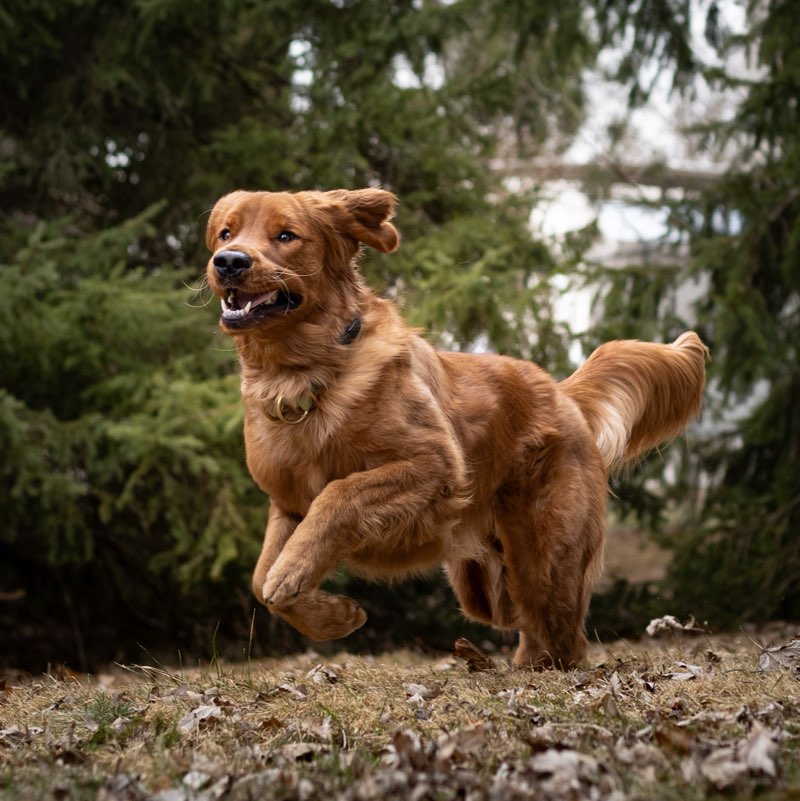 Texasthegoldenn