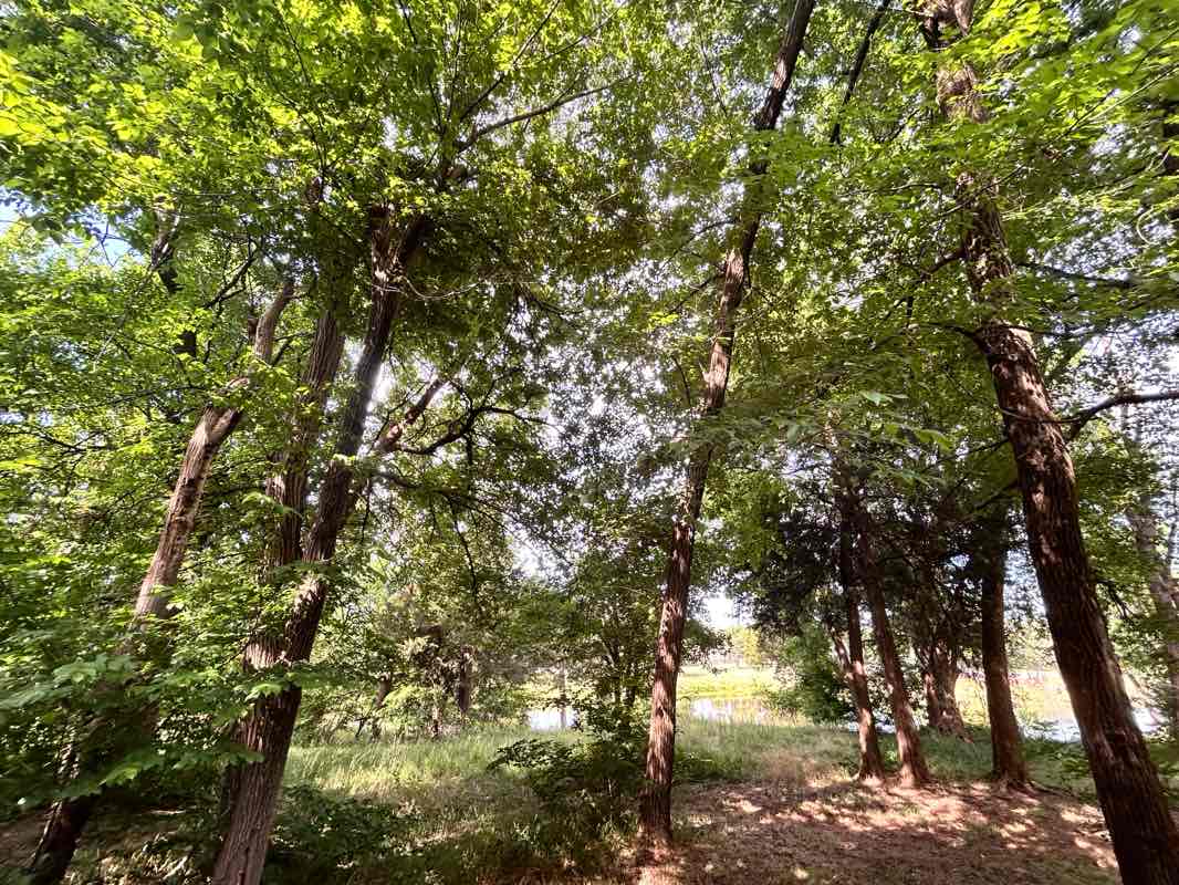 walking near me in Yukon City Park in summer