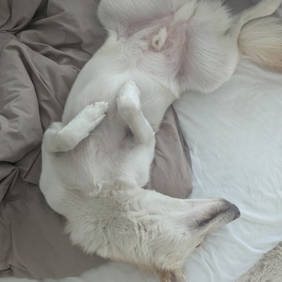 Oh My Dogness Crew hokathejindo post image