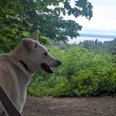 Oh My Dogness Crew hokathejindo post image